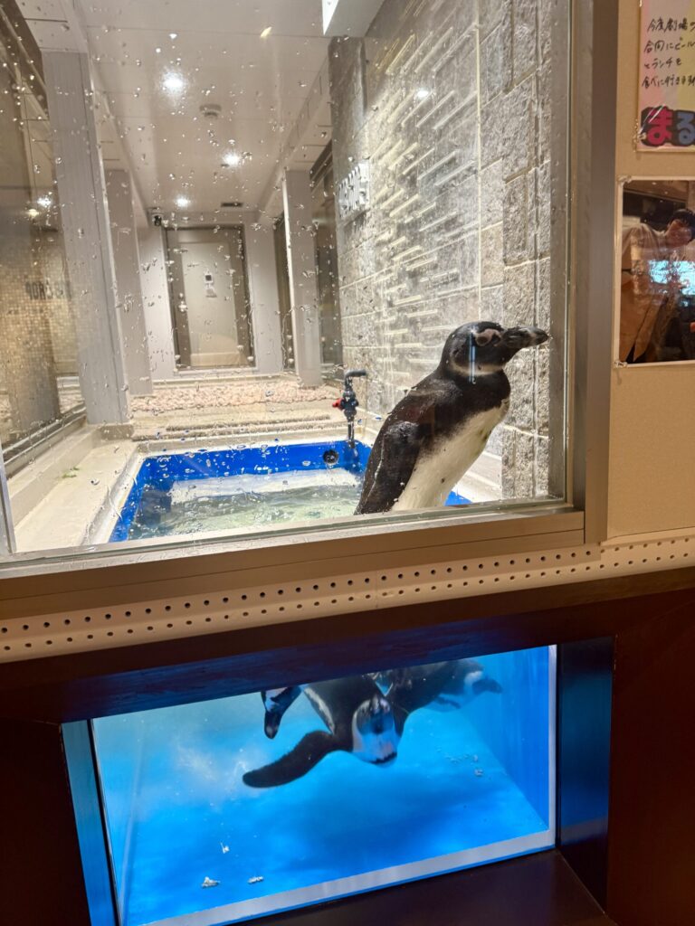 A penguin swimming in the tank at ONE DROP craft beer bar in Numazu