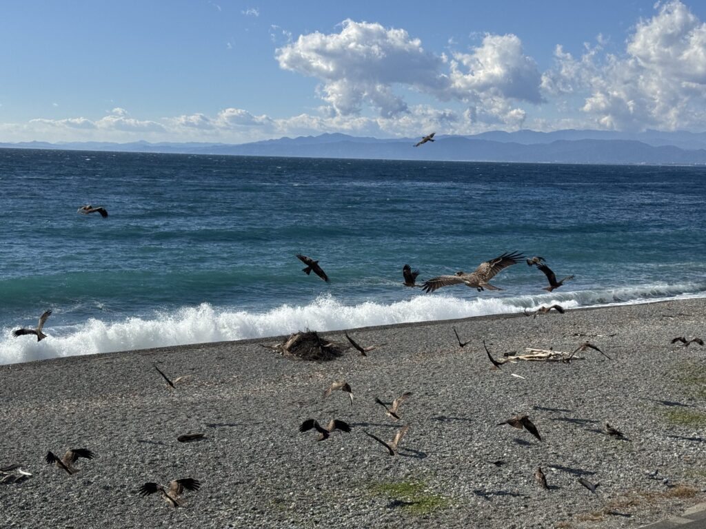 Seabirds gathering on the pebble shore of Senbonhama Beach in Numazu