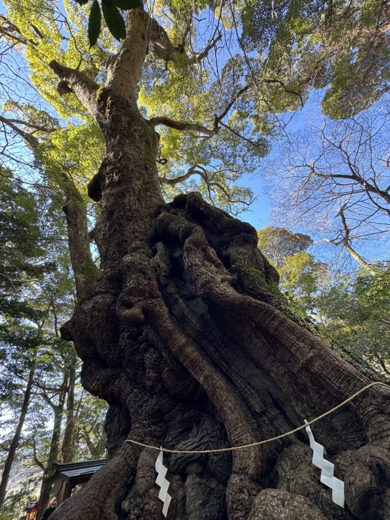 The Great Sacred Camphor Tree at Kinomiya Shrine, Atami — over 2,100 years old