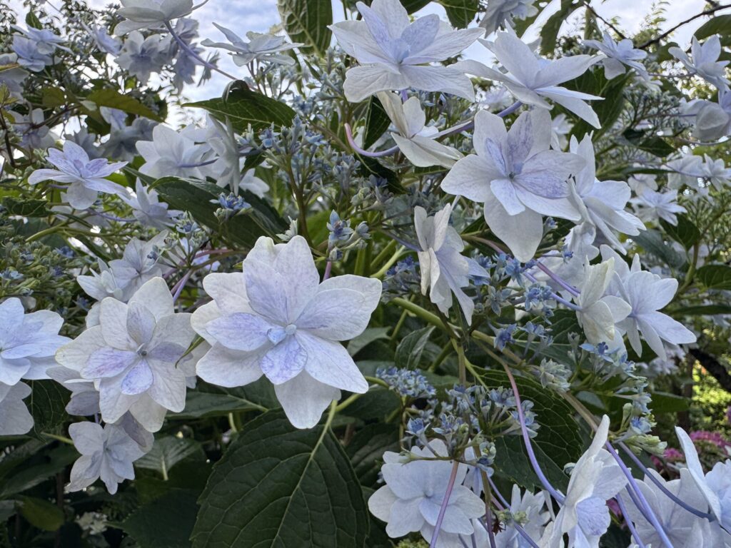 Shimoda Ajisai Park full mountain view covered in colorful hydrangeas, Izu Japan rainy season