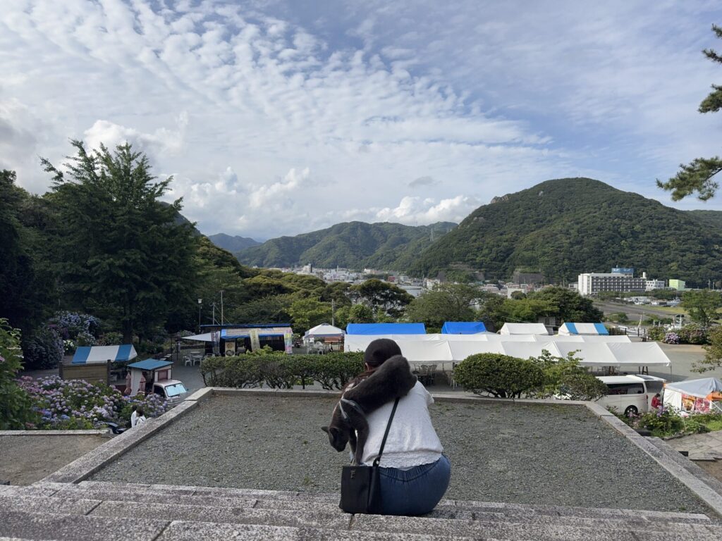 Cute cat and hydrangea flowers in Shimoda Japan