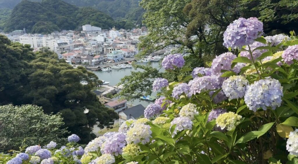 Various types of hydrangeas blooming at Shimoda Hydrangea Park during rainy season Japan