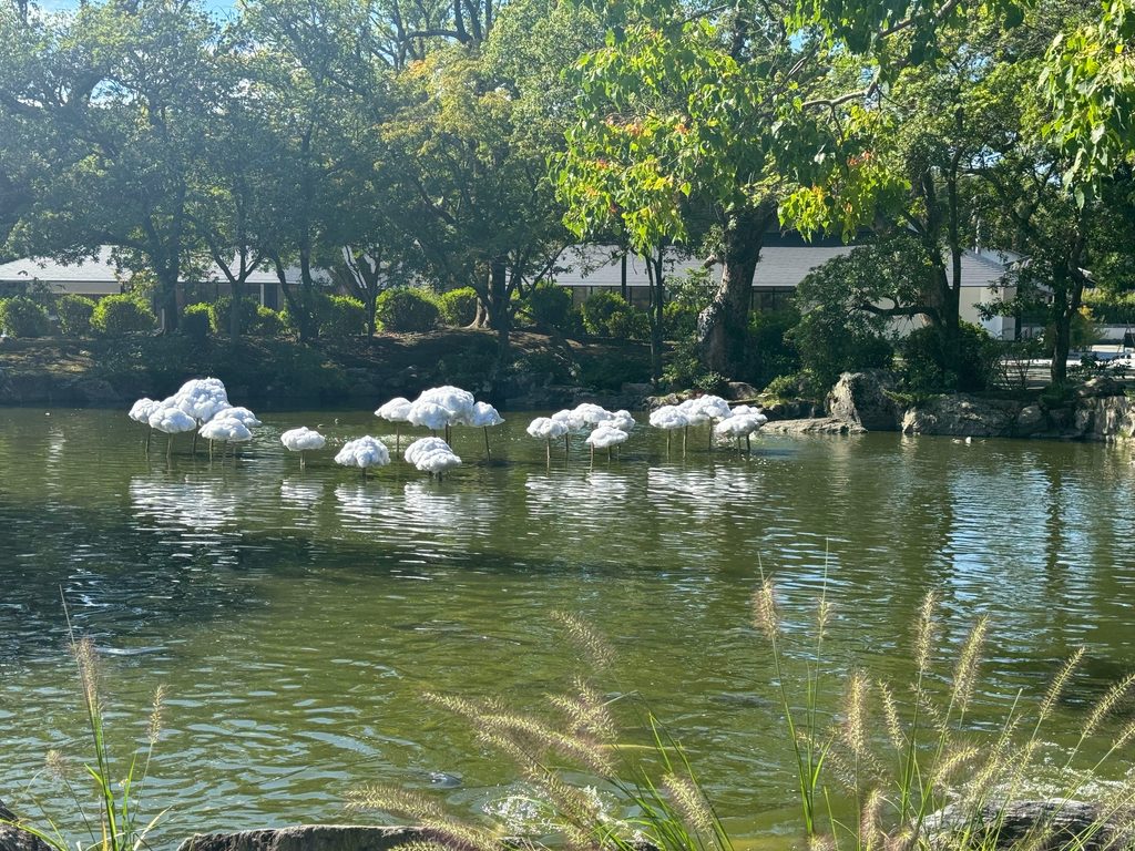 White blossoms floating on the pond in the grounds of Munakata Taisha
