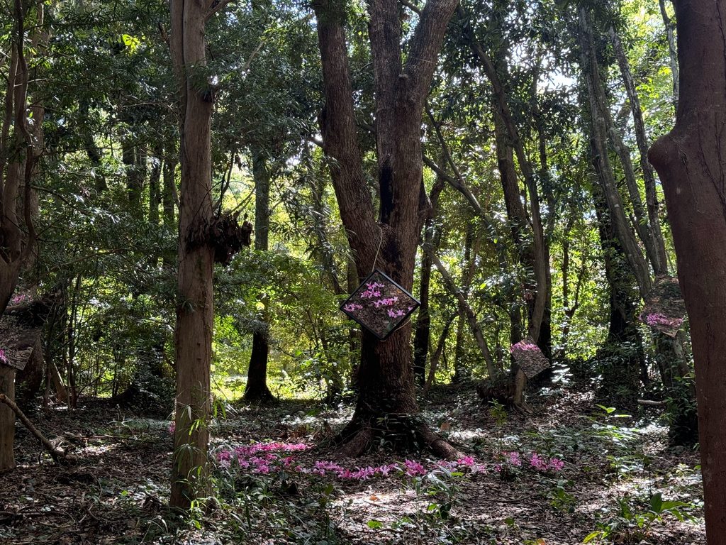 Pink blossoms scattered across the forest floor of the sacred grove