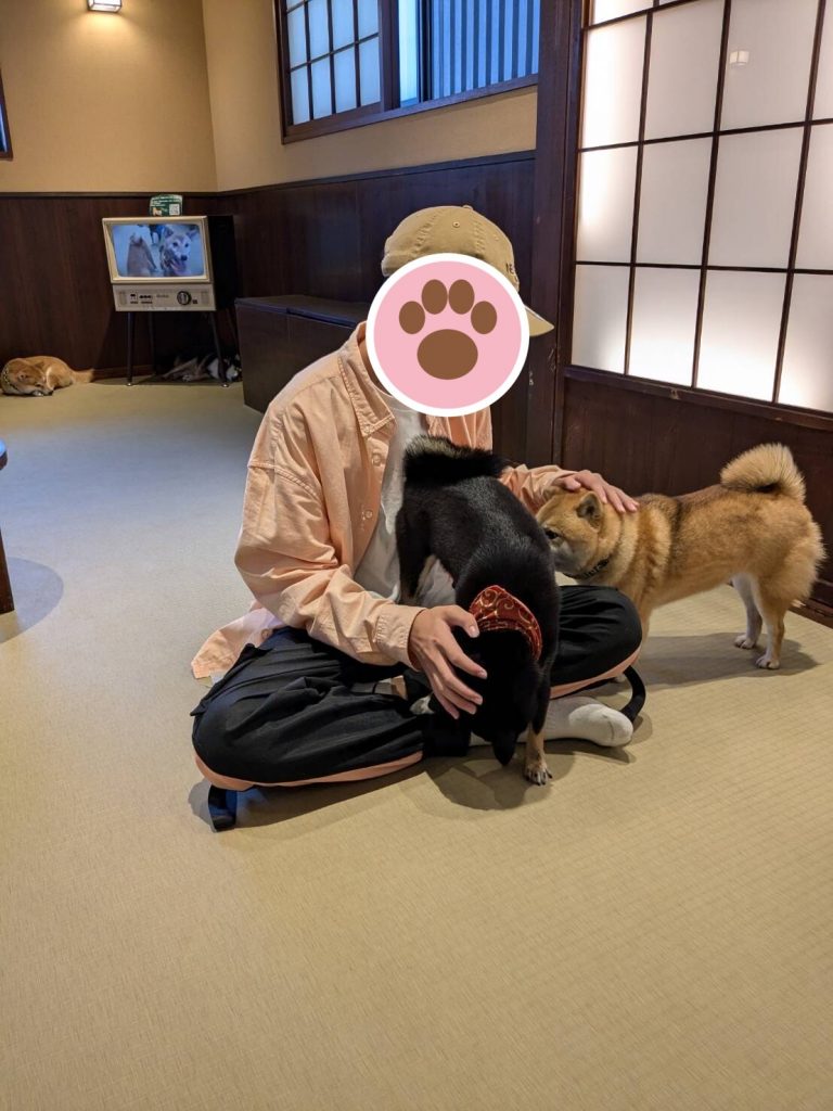My son sitting on the tatami floor with a black and a red mame shiba at the Mameshiba Cafe in Yufuin