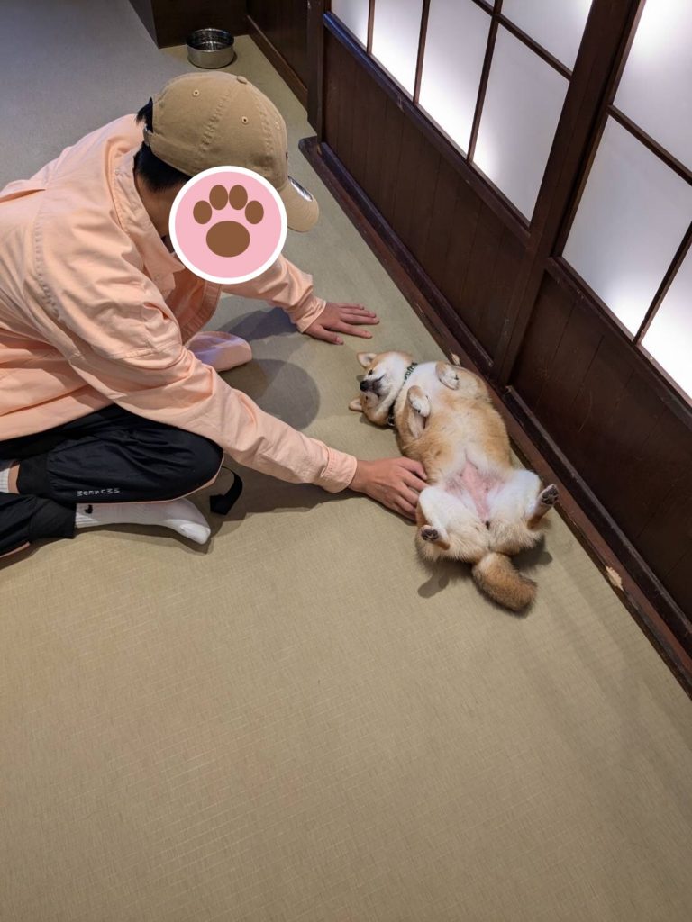 A mame shiba rolling over for belly rubs on the tatami floor at the Mameshiba Cafe in Yufuin